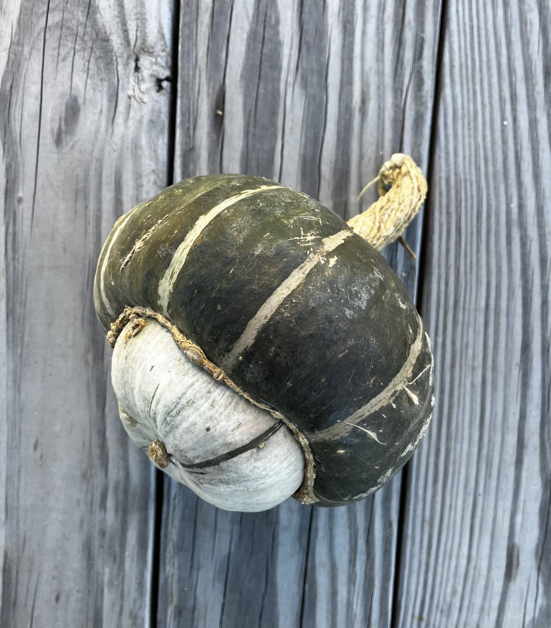 Buttercup Squash