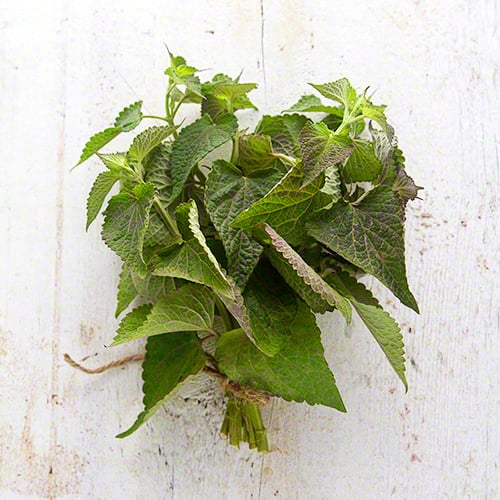 Anise Hyssop