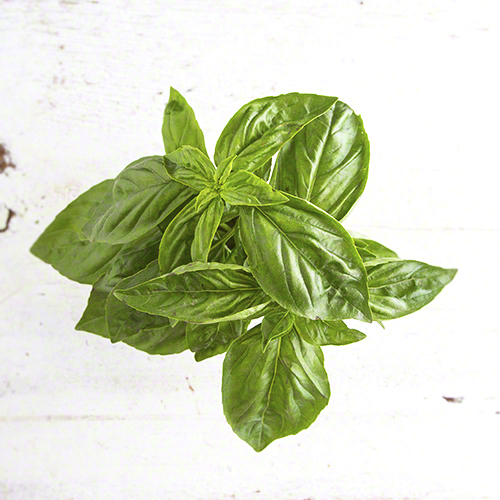 Green Basil