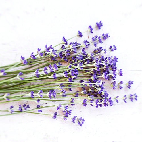 Fresh Lavender Flowers
