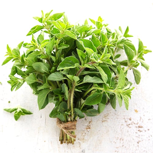 Oregano