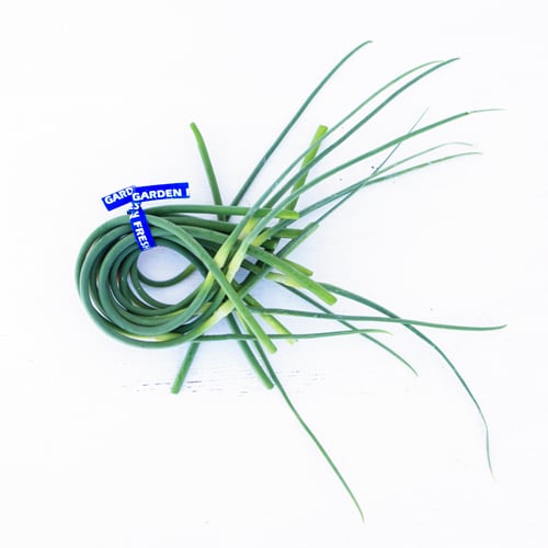 Garlic Scapes