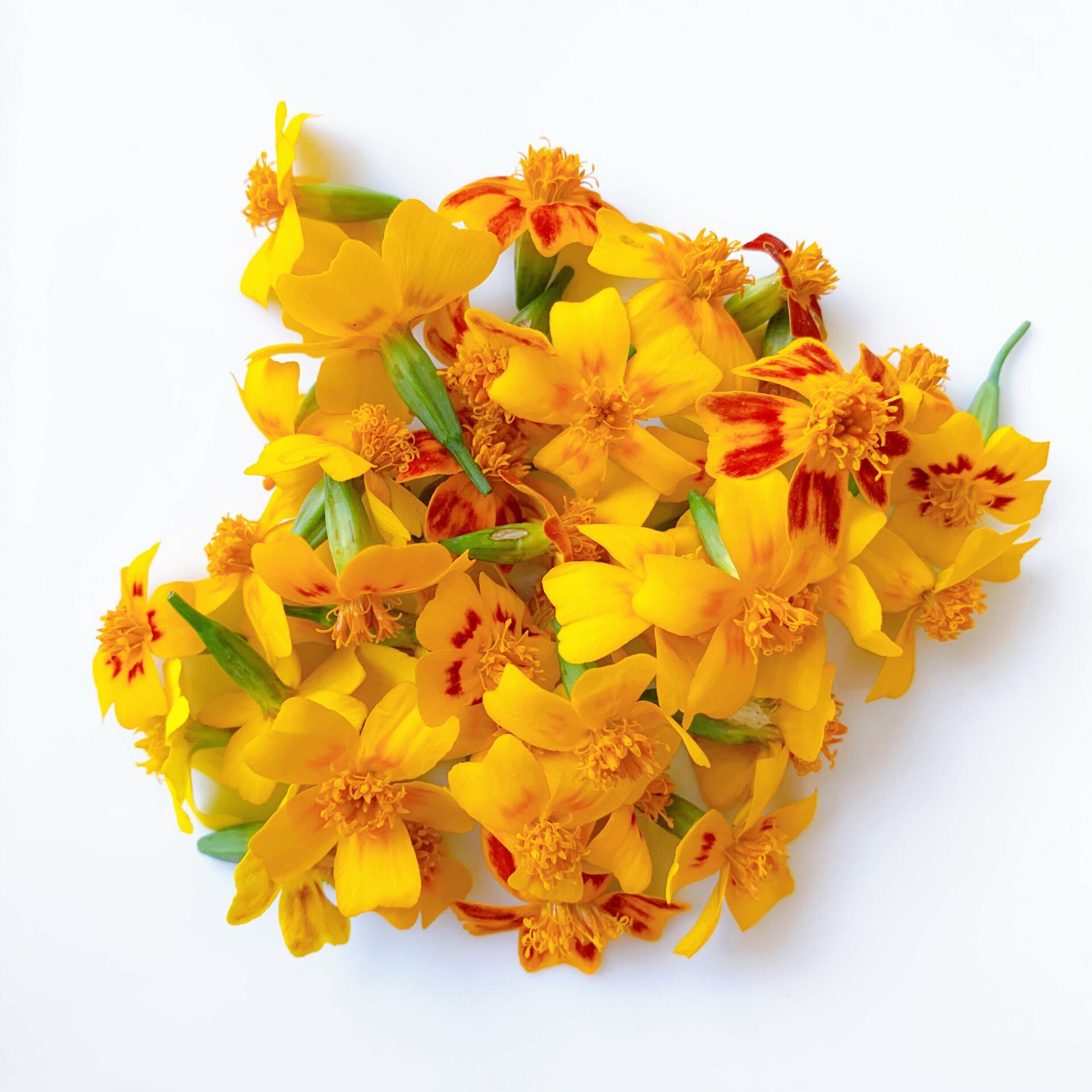 Mini Marigold Flowers