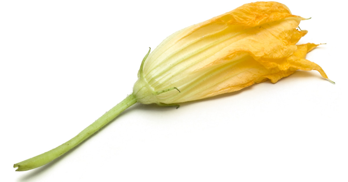 Squash Blossoms