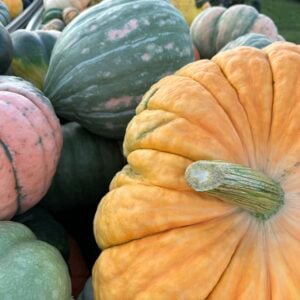 Pumpkins / Fall Display