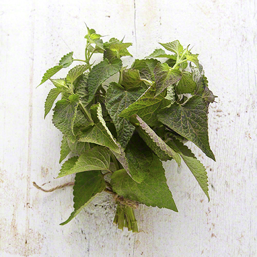 Anise Hyssop