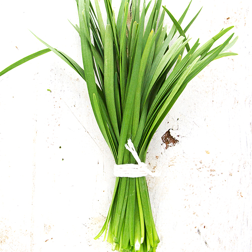 Garlic Chives