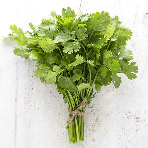 Cilantro