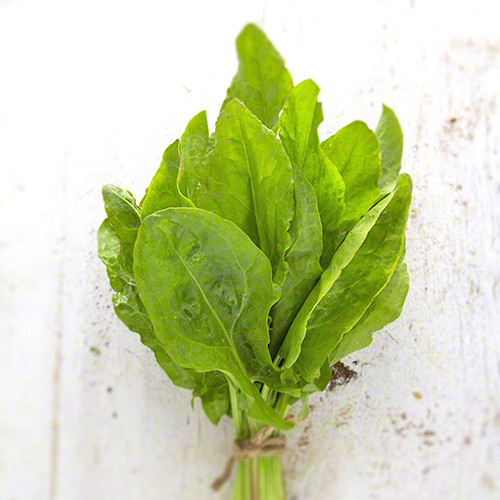 Green Sorrel