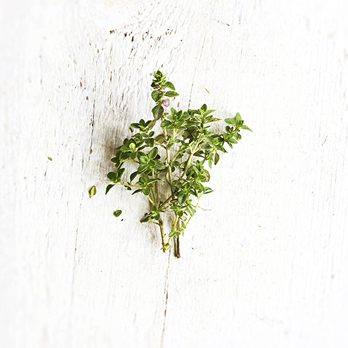 Lemon Thyme