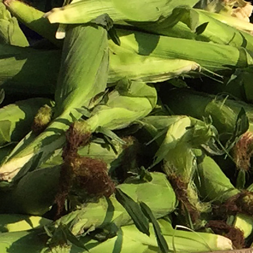 Full bag of corn (50 ears)