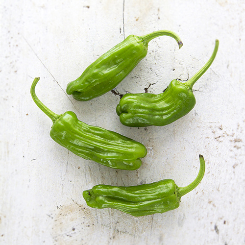 Shishito Peppers