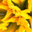Edible Flowers