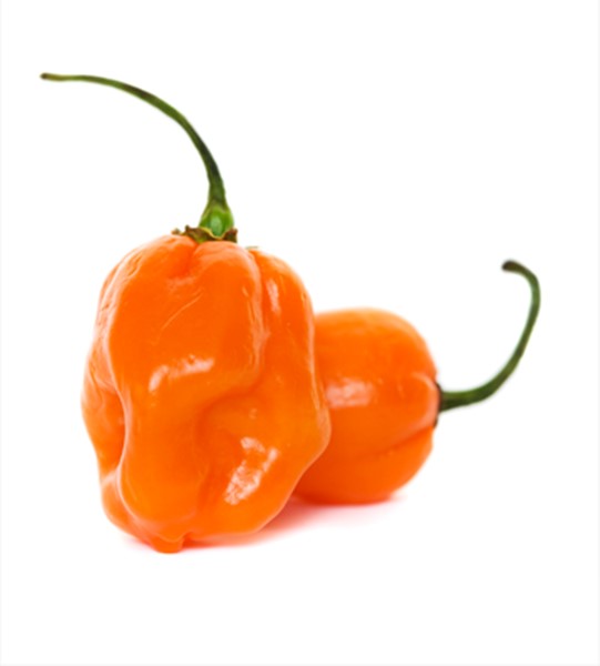 Habanero Pepper