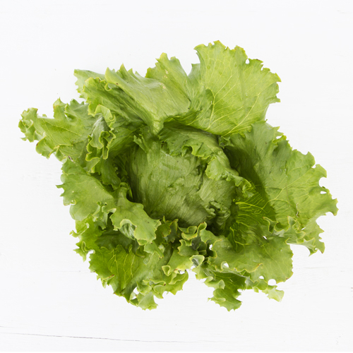 Iceberg lettuce head