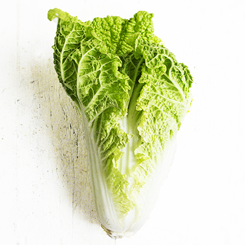 Napa Cabbage